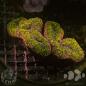 Preview: Lobophyllia 4
